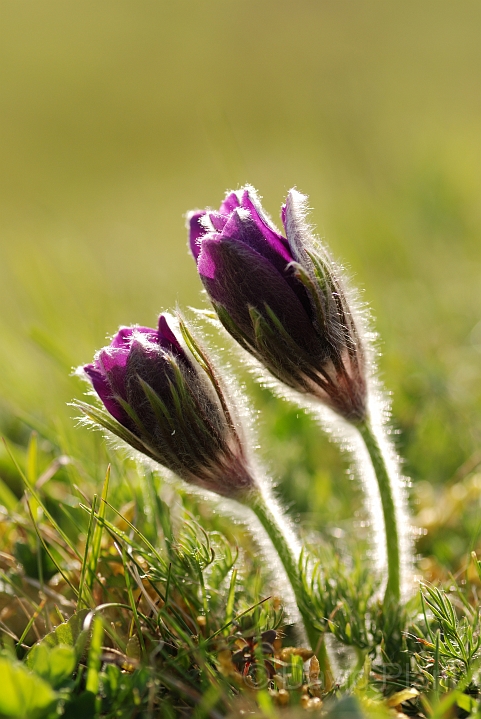 Pasque flower - E.jpg - Pasque flower with light behind - Bedfordshire